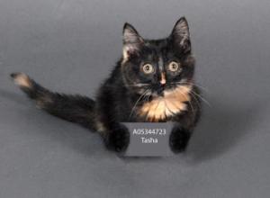 Lady Mewington of Fairport