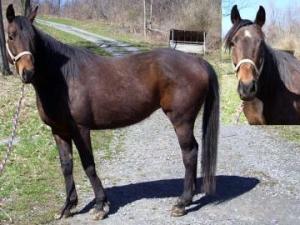 Found rummaging through old pizza boxes in Brooklyn...