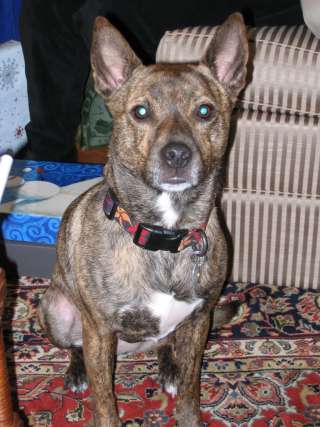 The Brown in question...