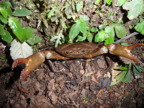 Jungle Crab